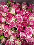 可愛いです✨|「あさの生花店」　（茨城県つくばみらい市の花屋）のブログ